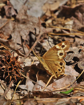 Southern Pearly-Eye